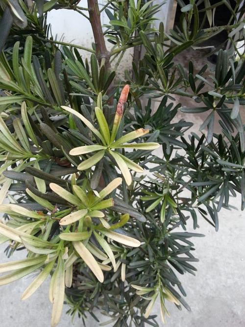 急:罗汉松叶变黄了怎么办?