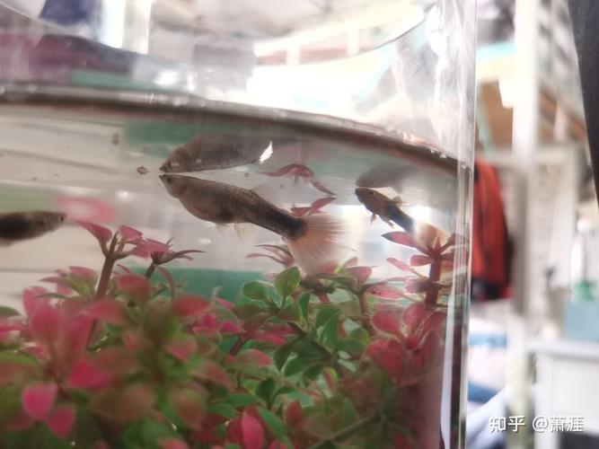 孔雀鱼是不是快生了