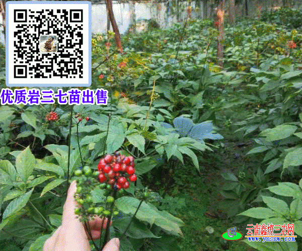 岩三七苗成什么样子云南岩三七苗供应商