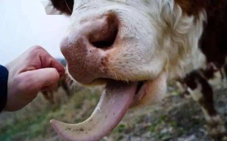 牛  巴氏杆菌(牛出血性败血症)有三种形式: (1)败血型:表现高热(41