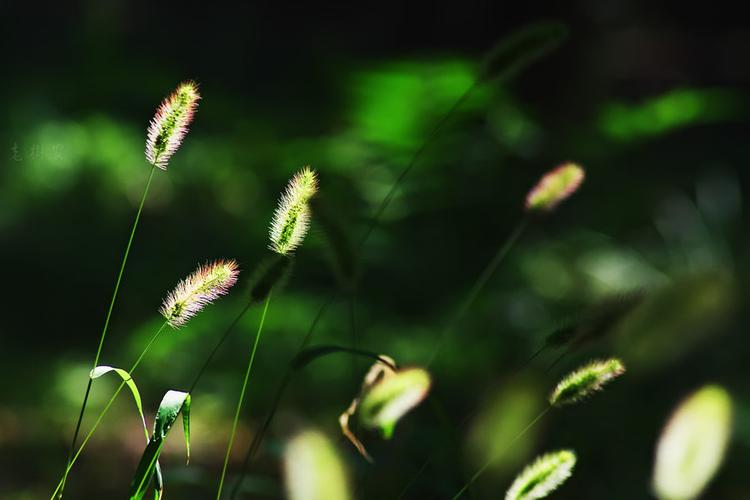 秋叶艳于二月花
