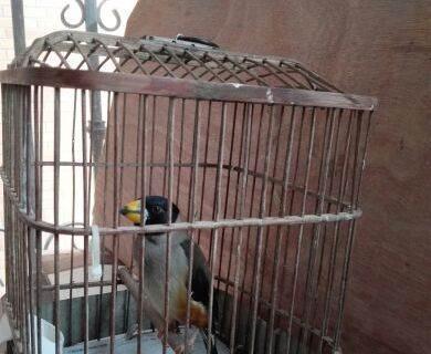 铜嘴,大叫了,送笼子 详情 