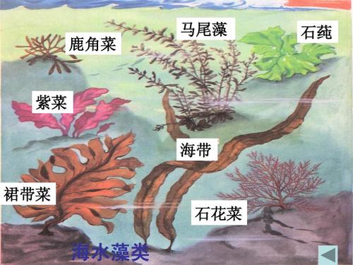 10.2 水中的藻类植物 课件 (8)ppt