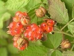 悬钩子属的功效与作用