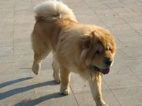 金毛犬和松狮犬生的小狗图片