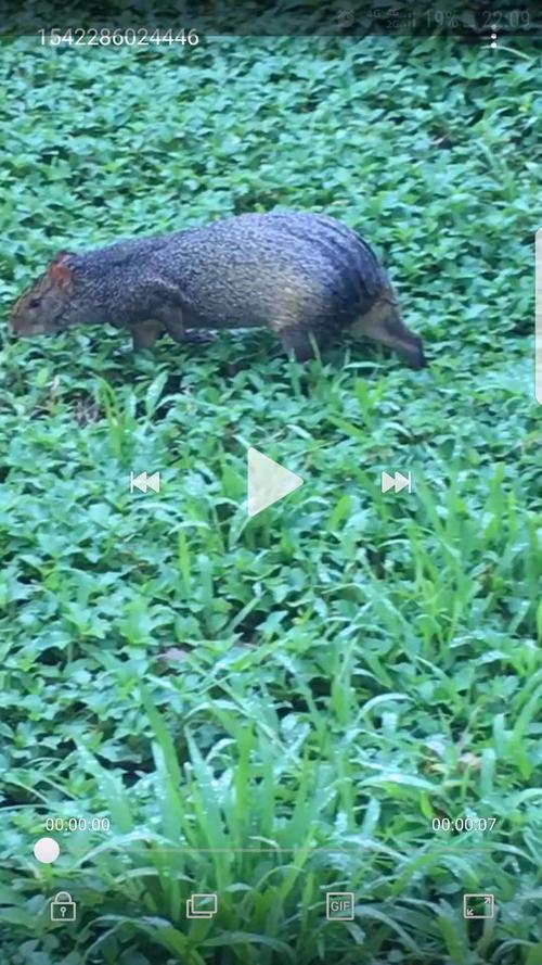 海南野生动物,无意中拍摄到,求动物专家解答!