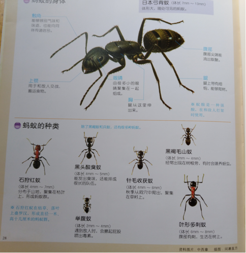 蚂蚁的种类,结构