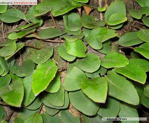 [别名]石剑若,小石韦,金背茶匙,石皮,石兰,肺心草.