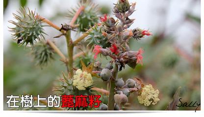 冰麻子植物图片