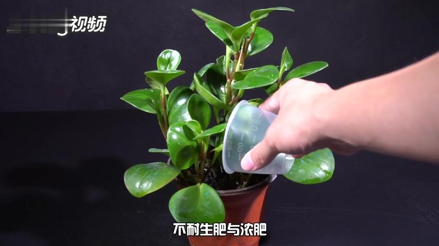豆瓣绿的养殖方法大全