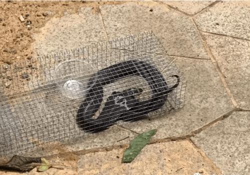 南宁某小区出现剧毒眼镜蛇,捕蛇人说:肯定不止一条!