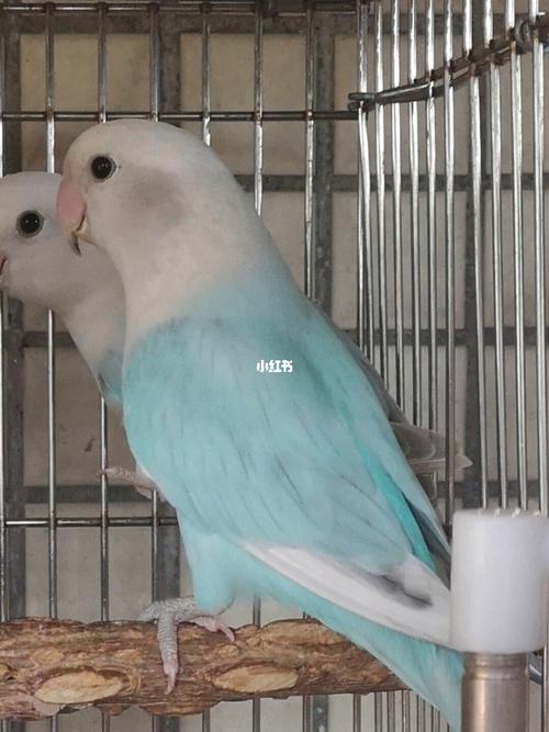 闪类牡丹鹦鹉小时候头灰色,爪为黑色,换毛后略白,但白不过伊莎的头白.