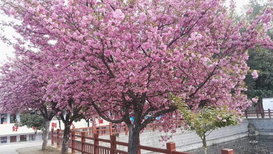 最美不过樱花树