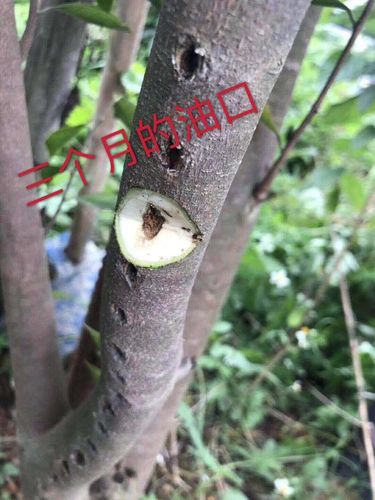 奇楠沉香树 优质椅楠沉香苗木两年结香