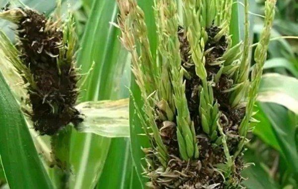 农种网 > 农种互助 1,种子处理:玉米丝黑穗病防治以种子处理为主,可用