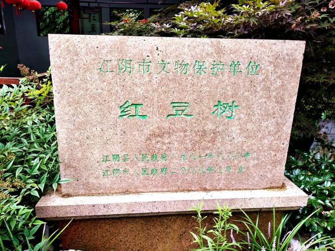 然而顾山的这棵红豆树,开花结果竟然毫无规律,有时十余年也不开一次花