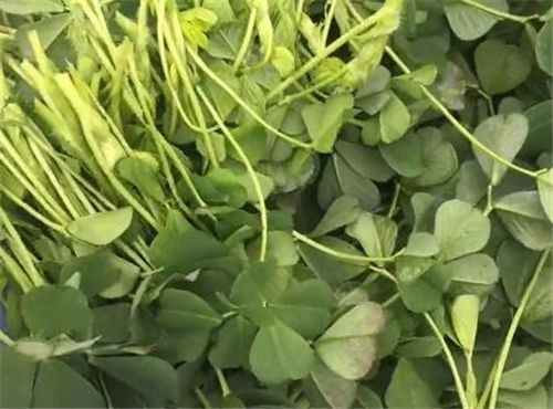 金花菜是什么菜?详解种植方法!