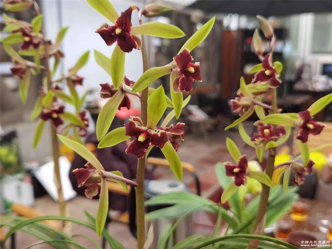 秋枫——蕙兰红素三星