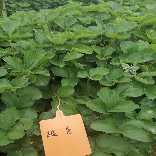 越秀草莓苗介绍越秀草莓苗便宜价格这里有卖亩产高易栽植