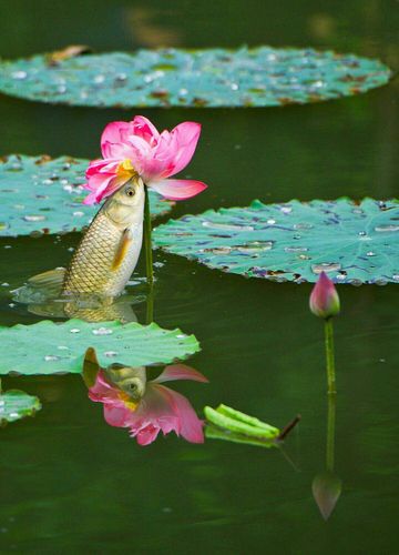 鱼戏莲花