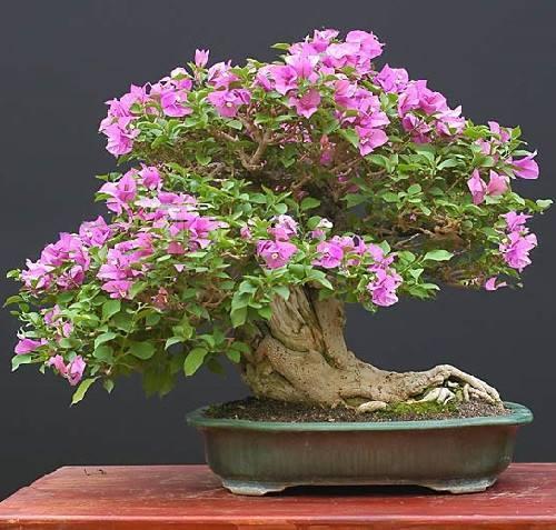 想三角梅盆景既矮霸,还勤花,就试试这几招!