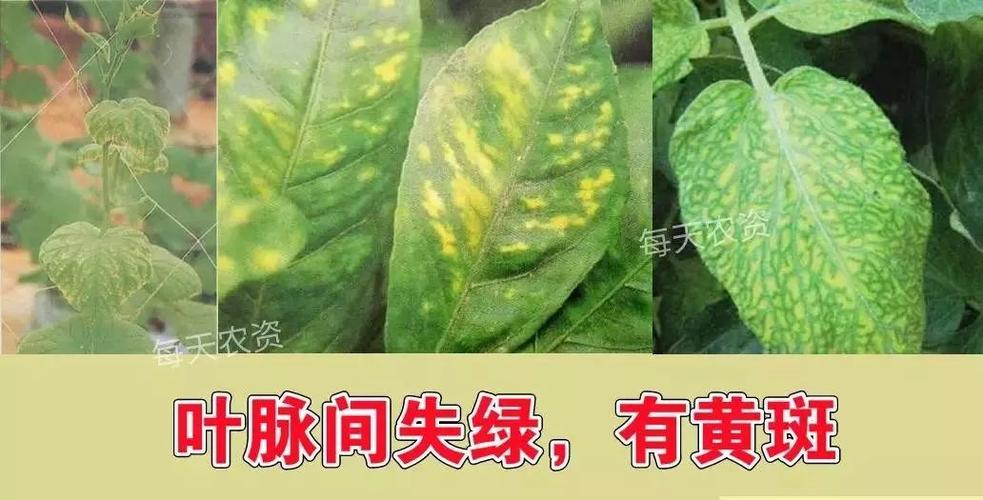 叶片发黄,是缺素还是病害?80%的人都分不清!_症状