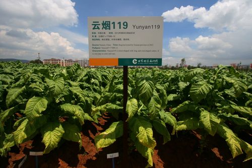 烤烟品种云烟119主要特征特性