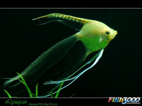 e /i> (lichtenstein, 1823) ,为鲈形目 a href="#">丽鱼科 /a> a