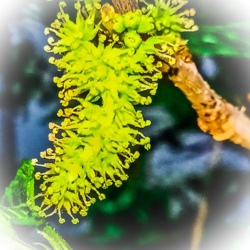 桑树开花,花黄穗状