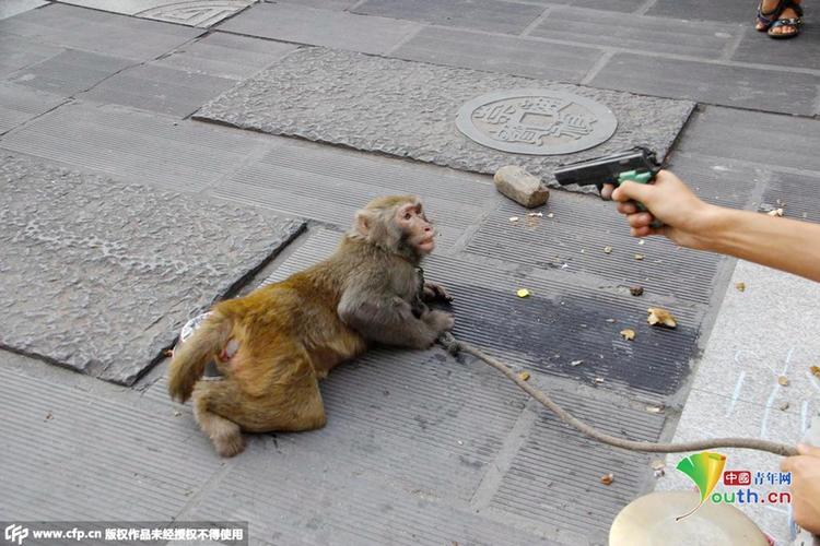 猴子和狗属相合不合姐弟属狗与属猴的合不合