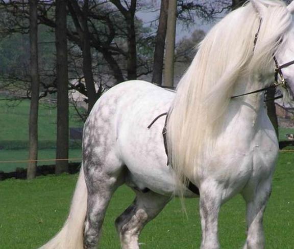 体型最漂亮的5匹马,每匹都别具魅力,网友:和白龙马不!
