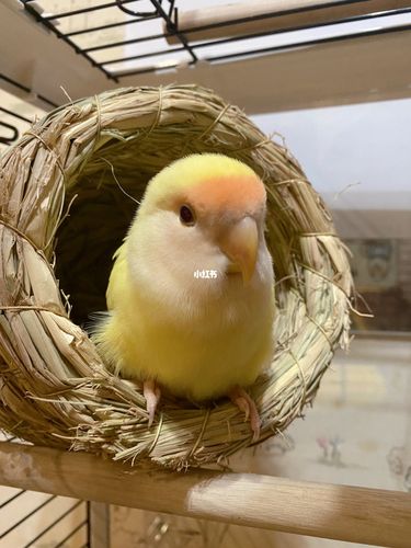 昨天来的日本桃牡丹鹦鹉mm