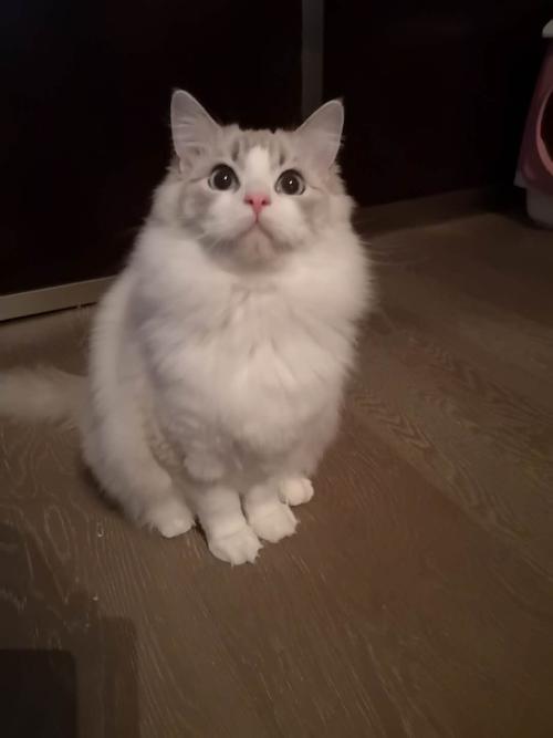 布偶英短美短高地