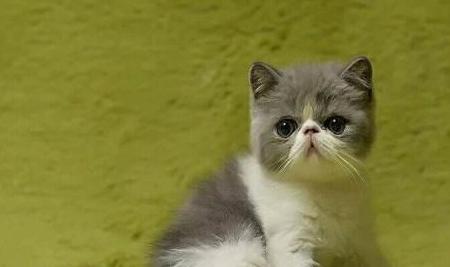 蓝白多大才是包子脸,蓝白猫能长成包子脸吗