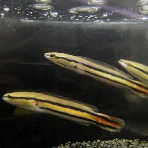 【大型红铅笔鱼】大型红铅笔鱼品牌,价格 - 阿里巴巴