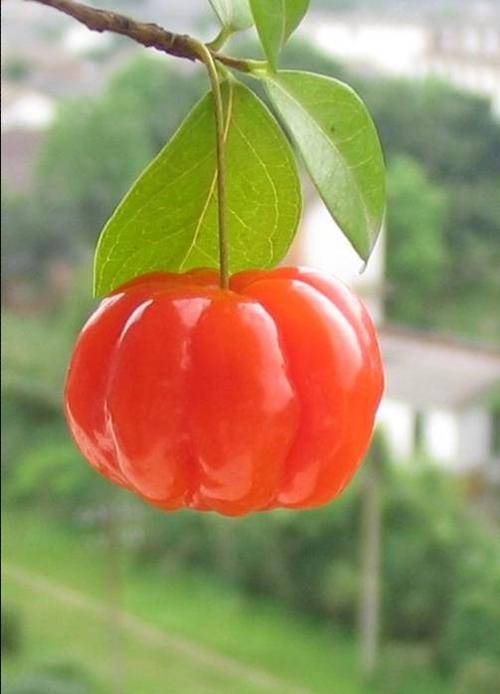 果实累累图片(二)