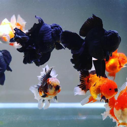 黑泰狮金鱼百褶泰狮f1巨人泰狮进口原装泰狮鱼苗观赏鱼冷水鱼易养 4