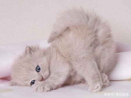 一小时内4只猫咪被人从高楼抛下,目击者:像