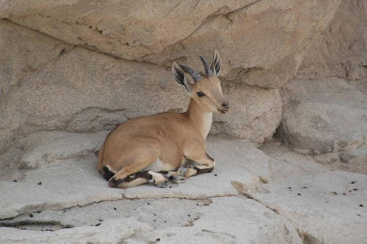 野山羊,努比亚,羱羊