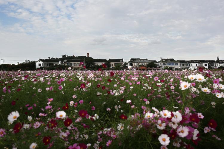 观赏常熟福山平巷里花海