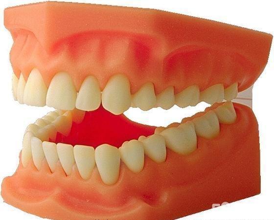 diy牙齿模型制作(自己的哦)1:1比例硅胶超硬石膏材质