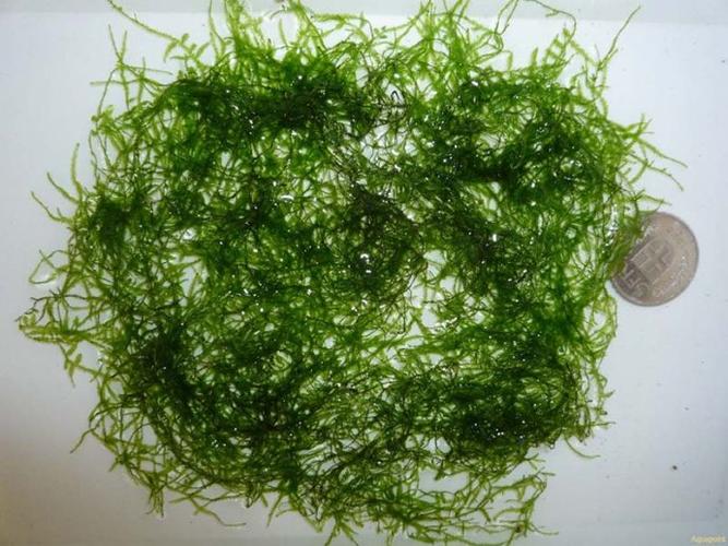 九种常见水草购买时的注意事项