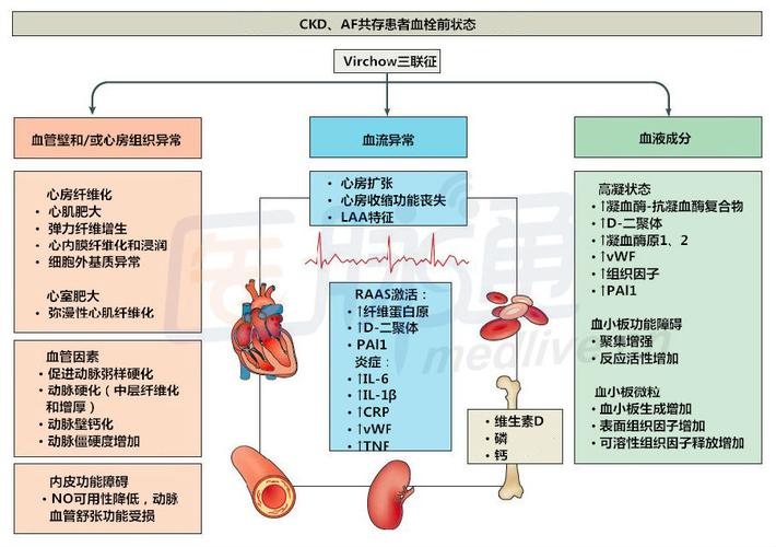 ckd和房颤与血栓栓塞风险增加相关,主要原因为virchow三联征成分