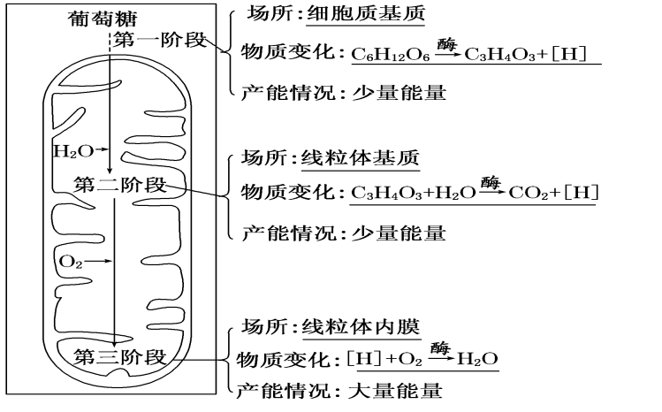 专题04 光合作用与呼吸作用-2017届高三生物百所名校好题速递分项解析