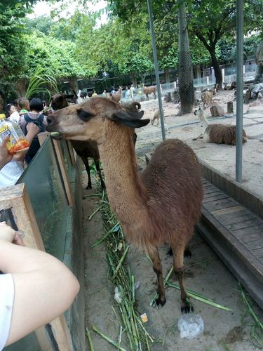 广州动物园,暑期孩子们与虎豹为伴,投喂长颈鹿,门票只要10元