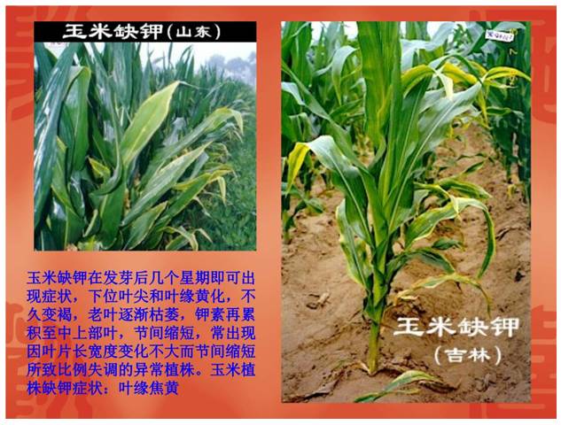 植物竟然变成这样,原来是缺这些元素(一)