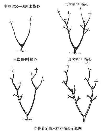 葡萄定植后的具体管理操作
