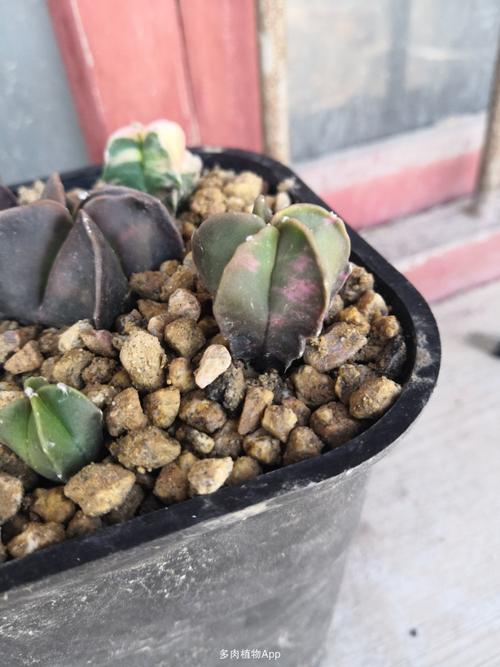 几棵鸾凤玉锦