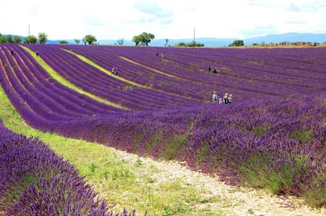 瓦朗索勒无边无垠的紫色熏衣草花田,太壮观了