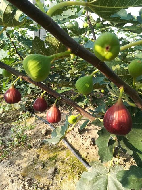 北安盆栽无花果树苗保品种成活